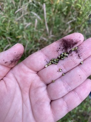 Melanopsichium pennsylvanicum