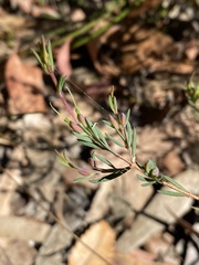 Darwinia biflora