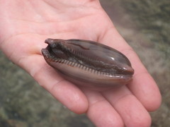 Macrocypraea cervinetta