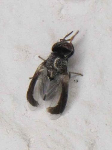 Leucothrix oryx