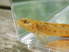 Buck Darter photo 2
