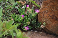 Delosperma carolinense