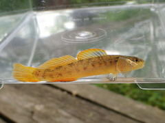 Buck Darter photo 4