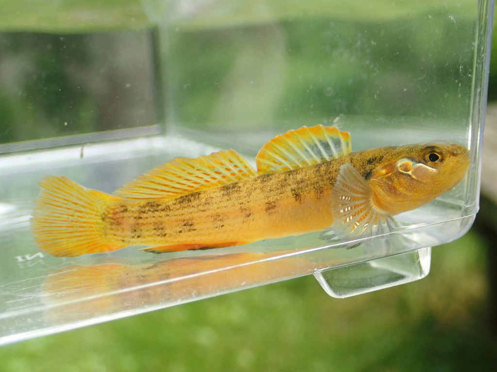 Buck Darter