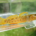 Buck Darter - Photo (c) Daniel Folds, some rights reserved (CC BY-NC), uploaded by Daniel Folds