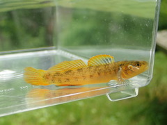 Buck Darter photo 3