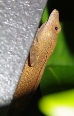 Anolis cristatellus