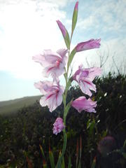 Gladiolus ochroleucus