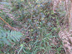 Platylobium obtusangulum