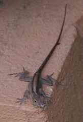 Anolis cristatellus
