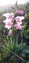 Gladiolus ochroleucus