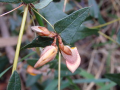 Platylobium obtusangulum