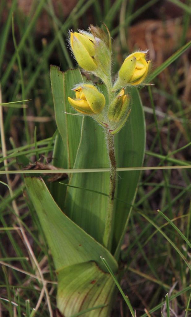 Hypoxis galpinii