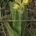 Hypoxis galpinii - Photo (c) Tony Rebelo, some rights reserved (CC BY-SA), uploaded by Tony Rebelo