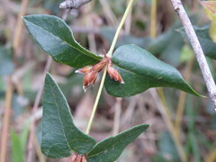 Platylobium obtusangulum