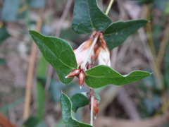 Platylobium obtusangulum