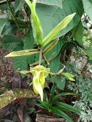 Phragmipedium longifolium