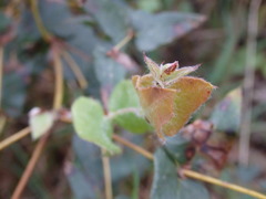 Platylobium obtusangulum