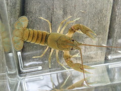 Cambarus cumberlandensis