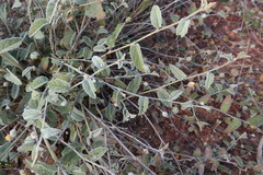 Sida fibulifera