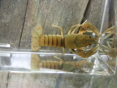 Cambarus cumberlandensis