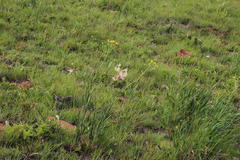 Senecio inornatus