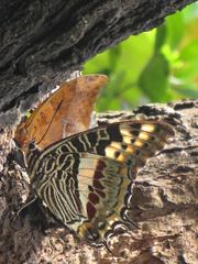 Charaxes castor flavifasciatus