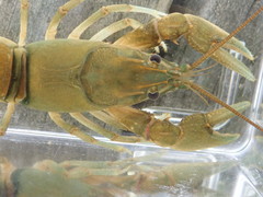 Cambarus cumberlandensis