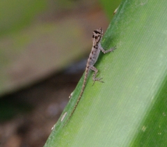 Anolis