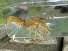 Cambarus cumberlandensis