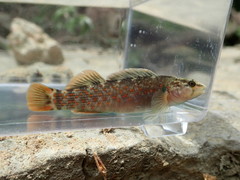Bloodfin Darter photo 3