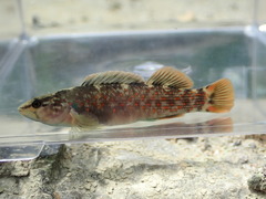 Bloodfin Darter photo 2