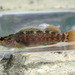 Bloodfin Darter - Photo (c) Daniel Folds, some rights reserved (CC BY-NC), uploaded by Daniel Folds
