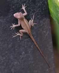Anolis cristatellus