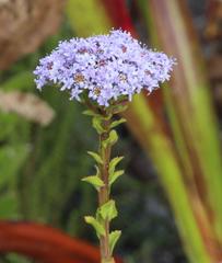 Pseudoselago serrata