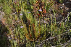 Pseudoselago serrata