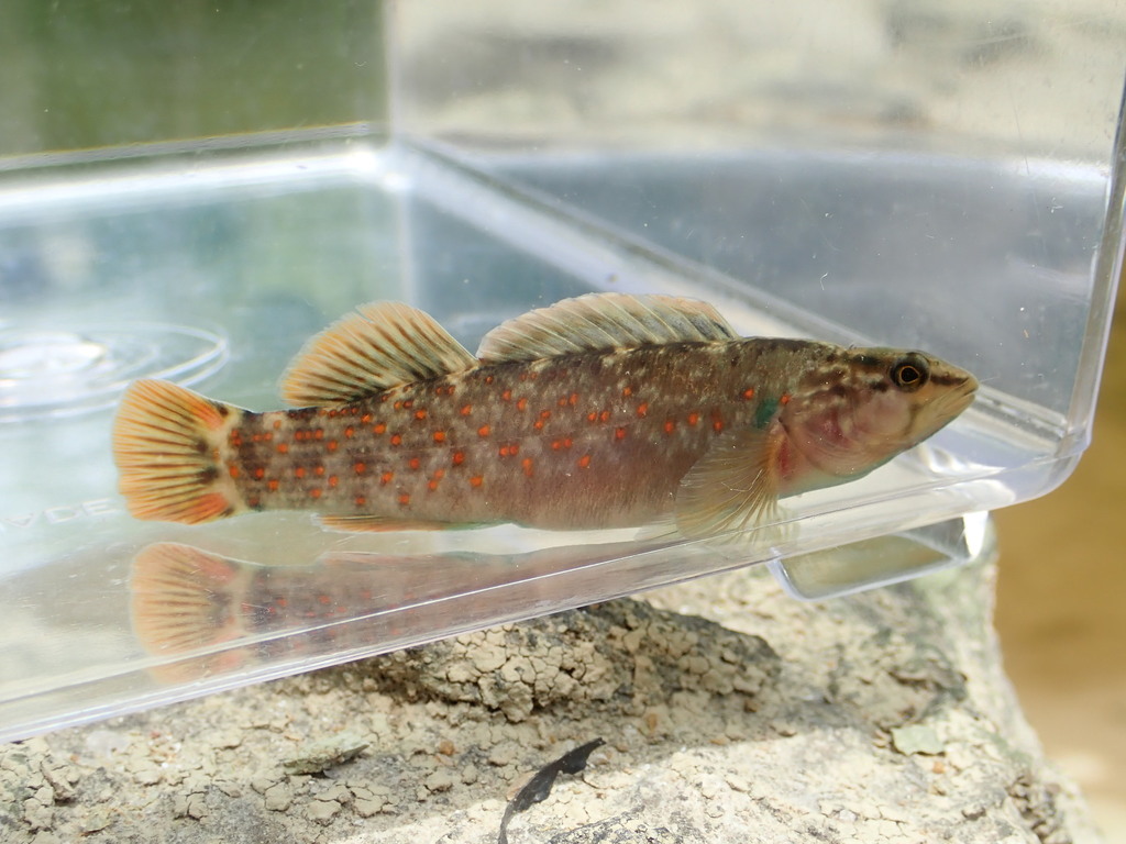 Bloodfin Darter