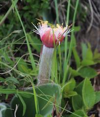 Haemanthus humilis hirsutus