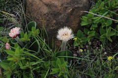 Haemanthus humilis hirsutus