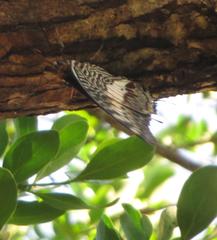 Charaxes castor flavifasciatus