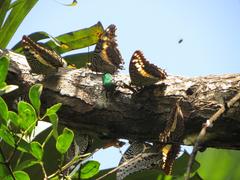 Charaxes castor flavifasciatus