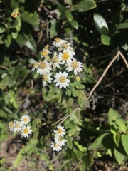 Aster baccharoides