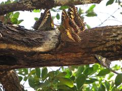 Charaxes castor flavifasciatus