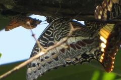 Charaxes castor flavifasciatus
