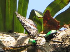 Charaxes castor flavifasciatus