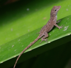 Anolis cristatellus