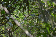 Ilicura militaris