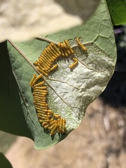 Oedemasia concinna