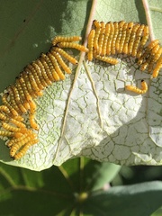 Oedemasia concinna