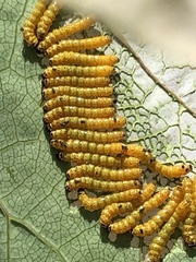 Oedemasia concinna